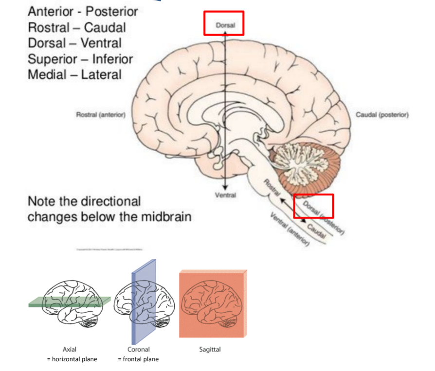 <ul><li><p><strong>medial </strong>(towards middle), <strong>lateral </strong>(away from middle/center line)</p></li><li><p><strong>anterior</strong>(front), <strong>posterior </strong>(back)</p><ul><li><p><strong>rostral </strong>(nose), <strong>caudal </strong>(tail)</p></li></ul></li><li><p><strong>dorsal </strong>(back/up), <strong>ventral </strong>(belly/down) ← like for rats</p><ul><li><p><strong>superior </strong>(up), <strong>inferior </strong>(down)</p></li></ul></li></ul><p><u>^^ below the midbrain:</u></p><ul><li><p>dorsal is posterior</p></li><li><p>ventral is anterior</p></li></ul><p>__</p><p><strong>coronal / frontal / transverse </strong>plane</p><ul><li><p>into front and back</p></li></ul><p><strong>sagittal </strong>plane</p><ul><li><p>into R and L</p></li></ul><p><strong>axial / horizontal</strong> plane</p><ul><li><p>into up and down</p></li></ul><p></p>