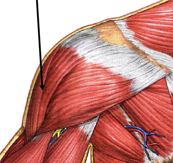 <p>Middle Deltoid (innervation)</p>
