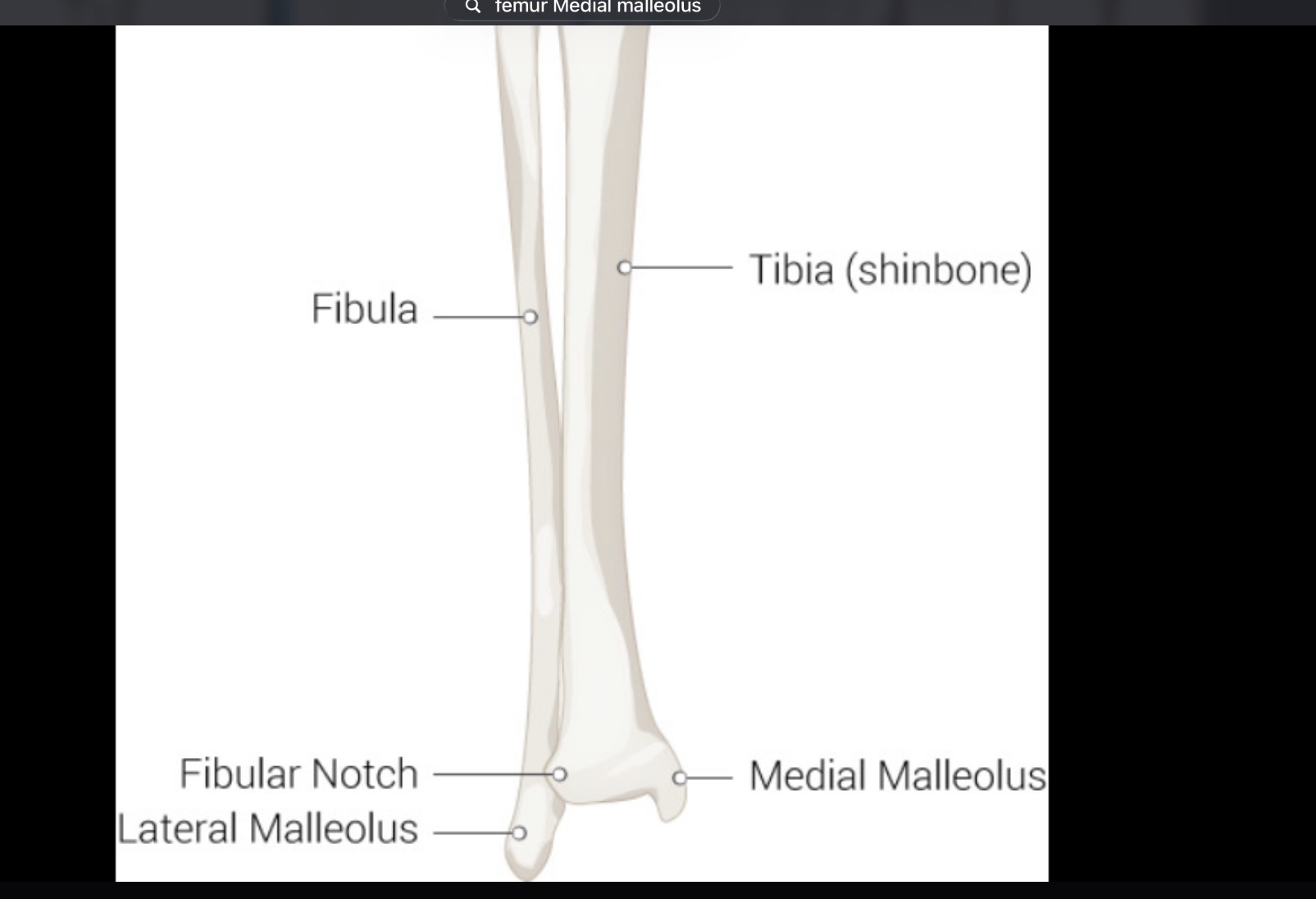 <p>Inside ankle</p>