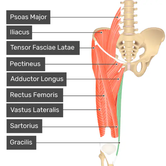 <ul><li><p>a long, slender muscle, the most superficial muscle in the adductor compartment </p></li><li><p>the weakest adductor, but the only adductor that crosses and acts on both the hip and knee</p></li><li><p>extends from the coxal bone to the tibia</p></li></ul><p></p><p>origin → anterior body of pubis, inferior pubic ramus, ischial ramus</p><p>insertion → medial surface of proximal tibia via pes anserinus</p><p>action → thigh flexion and adduction at the hip joint, leg flexion and internal rotation at the knee joint</p><p>innervation → obturator nerve (L2-L3)</p><p>blood supply → deep femoral artery (via artery to the adductors)</p>