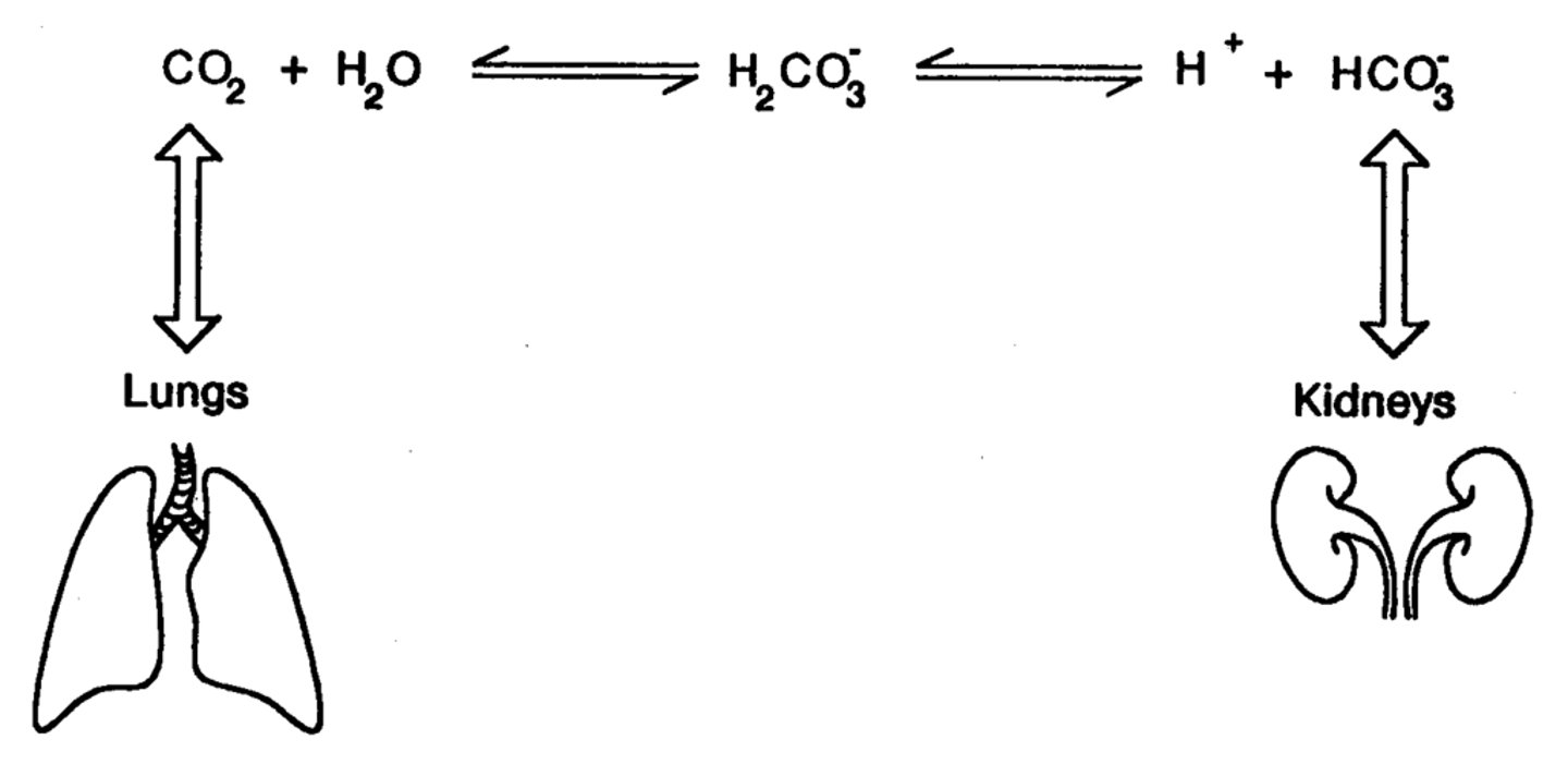 <p>1. reabsorbs filtered HCO3</p><p>2. eliminates acid via NH4+ elimination</p>