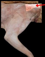 <p>this muscle serves to twitch the skin to avoid irritants, specifically on the neck</p>