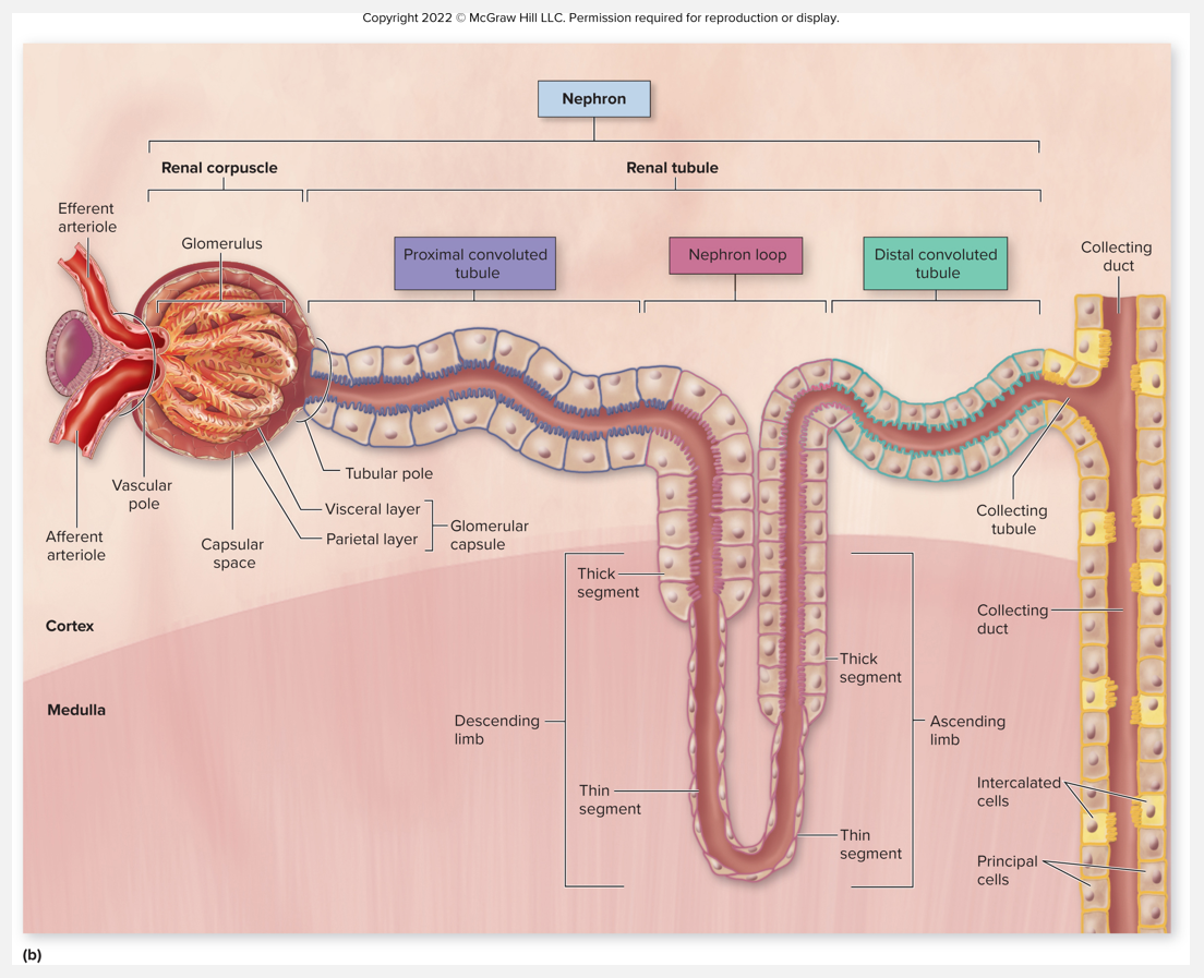 <ul><li><p>Nephrons drain into a <strong>collecting tubule</strong></p></li><li><p>Multiple collecting tubules empty into larger <strong>collecting ducts</strong></p></li><li><p>Numerous collecting ducts empty into <strong>papillary duct</strong> w/in renal papilla</p></li><li><p>Specialized epithelial cells (in CT, CD)</p></li><li><p><strong>Principal cells</strong></p><ul><li><p>Responsive to hormones aldosterone and antidiuretic hormone (ADH)</p></li></ul></li><li><p><strong>Intercalated cells</strong></p></li><li><p>Specialized epithelial cells</p><ul><li><p>Help regulate urine pH and blood pH</p></li></ul></li></ul><p></p>