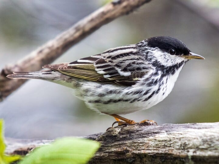 <p>blackpoll warbler </p><p>black cap <br>white cheeks wwrapping around face <br>streaky black-and-white body </p>