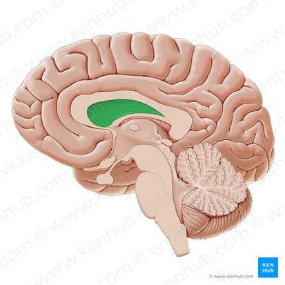 <p>the space above the fornix</p>