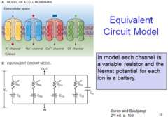 <p>When discussing the electrical circuit model we use the term conductance of an ion rather than permeability of the membrane to an ion.</p>