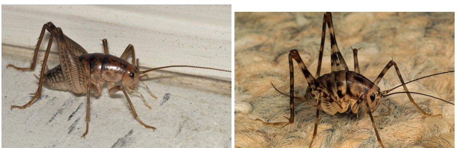 <p>What is hte name of this bug</p>