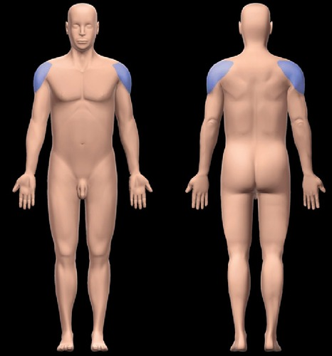 <p>Shoulder </p>