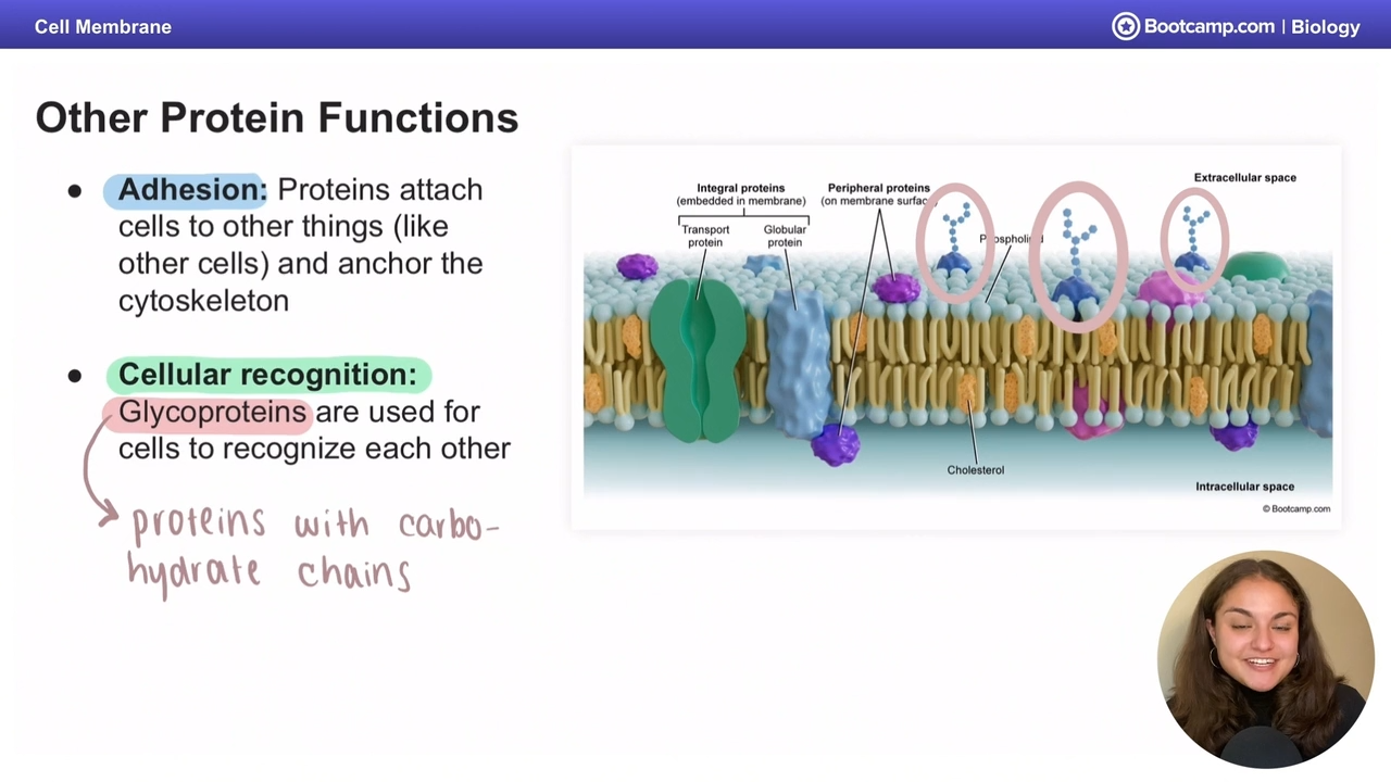 <p>they attach cells to other things and anchor the cytoskeleton</p>