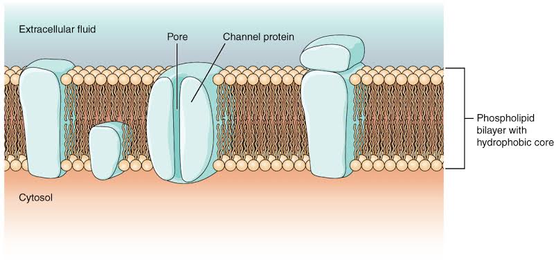 <p>Channel proteins</p>