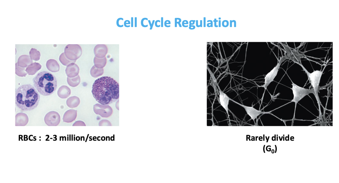 <p>Controls timing/order of division and prevents damaged cells from dividing. </p><ul><li><p>some cells rapidly divide (RBC’s 2-3 million/second)</p></li><li><p>some cells rarely divide (neurons seldomly divide, usually in G0) </p></li></ul><p></p>