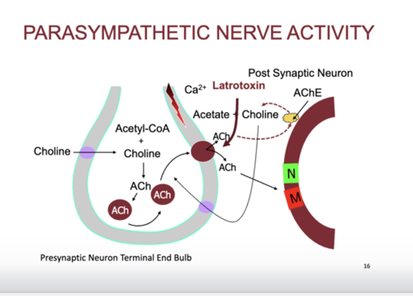 <p>- Latrotoxin causes us to release all of ACh at the same time, parasympathetic activity</p><p>- causes cramping due to ACh binding onto the nicotinic receptors on skeletal muscles and muscarinic on smooth muscles, black widow venom</p><p>- similary to hydroamphetamine (sympathetic)</p>