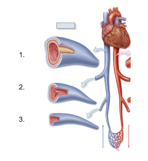 <p>Label these veins that vary by size</p>