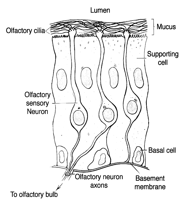 <ol><li><p>Olfactory sensory neurons (OSNs)</p></li><li><p>Supporting cells</p></li><li><p>Basal cells</p></li></ol><p></p>