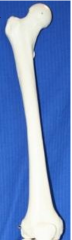 <p>What bone is this? What view of the bone is this?</p>