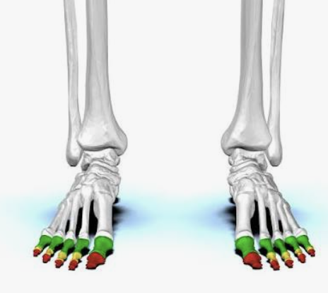 <p>Which bones are these?</p>