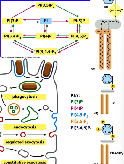 <p>There are 7 Different Kinds of PI, [PI(3)P, PI(4)P, PI(5)P,</p><p>PI(3,4)P2, PI(4,5)P2, PI(3,5)P2 and PI(3,4,5)P3] Which have Phosphates Attached at Different Positions</p>