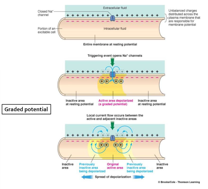 <p>Describe graded potentials: location, amplitude, polarity, and decremental nature.</p>