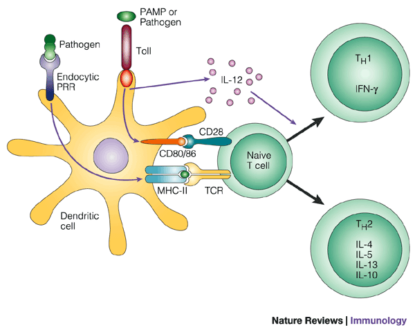 <p><span style="color: red;">D. TLR</span> (Toll Like Receptor) là receptor của miễn dịch tự nhiên</p>