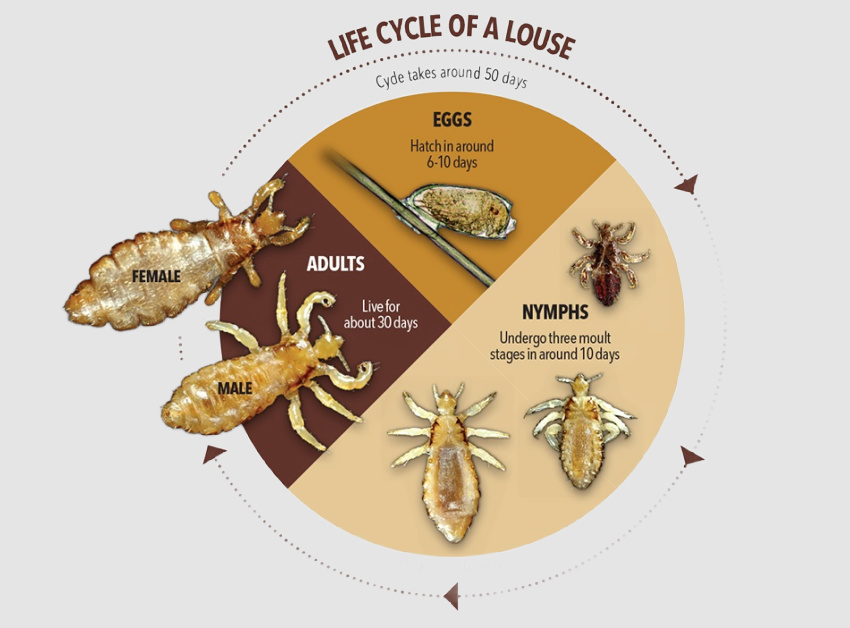 <p>Lice (Phthiraptera) Life Cycle</p>