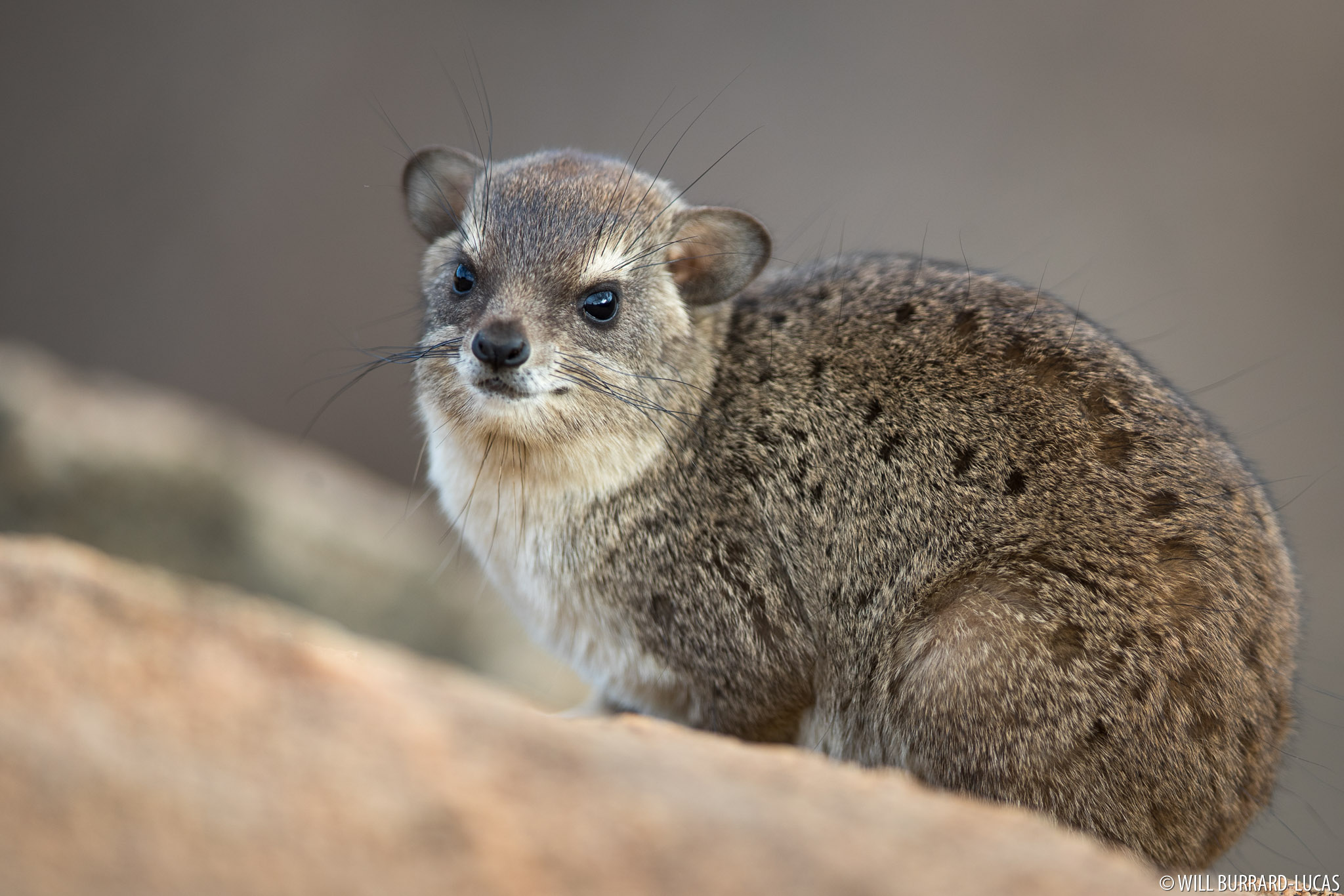 <p>Rock Hyrax</p>