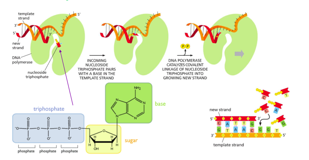 <p><span>The enzyme that synthesizes new DNA strands by adding nucleotides to a primer or pre-existing strand</span></p>