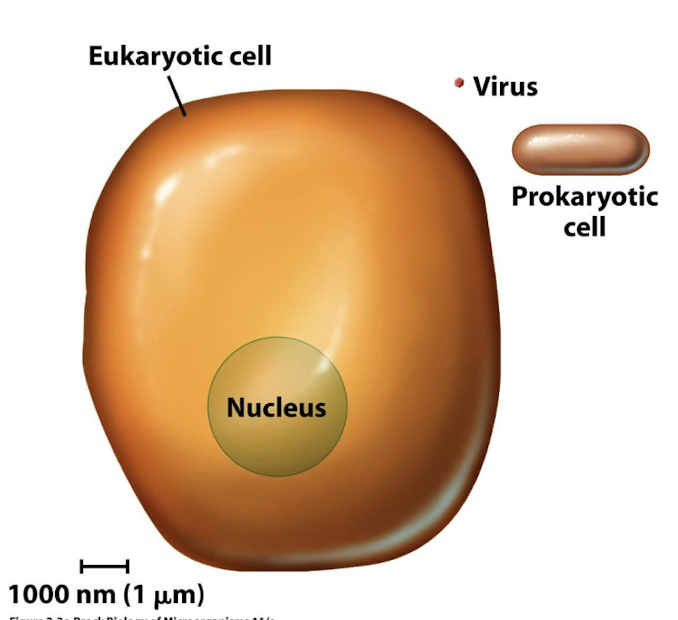 <p>Structure & Size: Prokaryotic vs. Eukaryotic Cells </p>