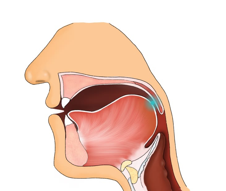 <p>Air enters the body through the nasal cavity, where it is filtered and warmed.</p>