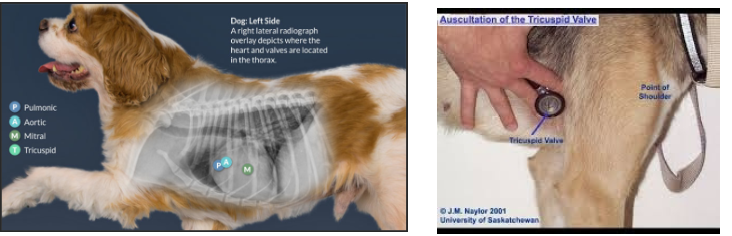 <p>Left side of heart</p><p>• Mitral valve (5th Intercostal Space (ICS)), Aortic valve (4th ICS), Pulmonic (3rd ICS)</p><p>Right side of heart</p><p>• Tricuspid valve (4-5th ICS)</p><p>Describing a healthy cardiac auscultation: Strong, no murmurs, no arrhythmias auscultated</p>