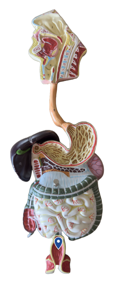 <p>Name this segment of the large intestine.</p>