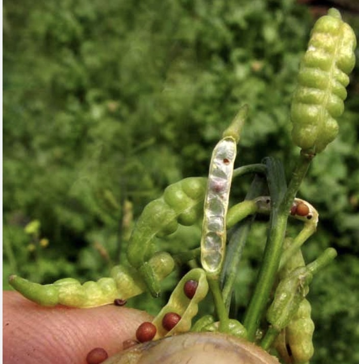 <p>What type of fruit do mustards have?</p>