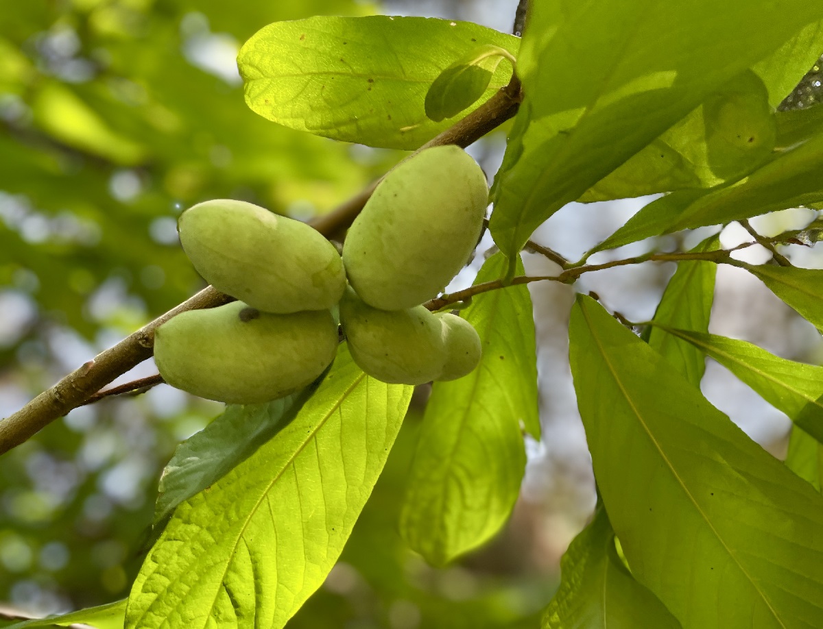 <p>Pawpaw</p>