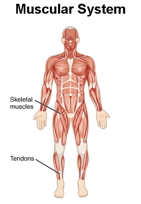 <p>Controls movement. Main organs: Muscles (skeletal, cardiac, smooth)</p>