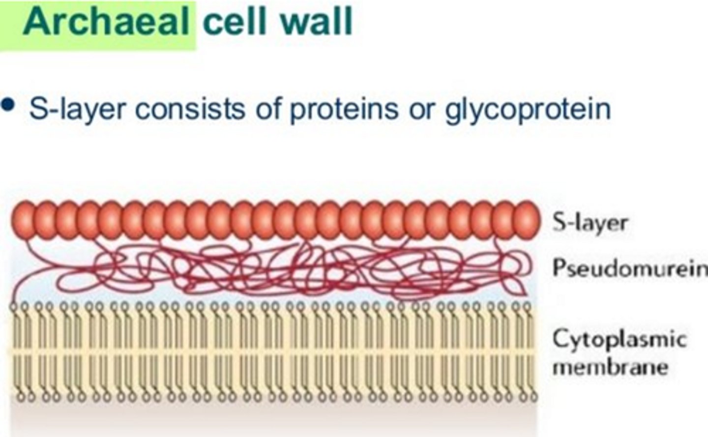 <p>Cell walls that contain pseudomurein or may be absent entirely.</p>