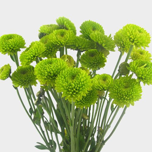 <p>Scientific name and type?</p>