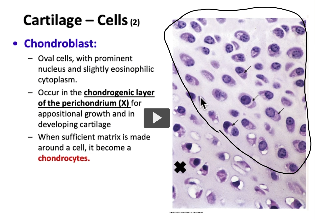 <p>This is the area of mature chondrocytes. </p><p>As we can this photomicrograph, This area that Im pointing with, the arrow is the area of mature cartilage. Here we have mature chondrocytes. Interestingly, we can observe these small arrows indicating a clear area near the nucleus which is negative reaction from Golgi that is seen in cells. </p><p>The area demarcated by the black x is part of the perichondrium. </p><p>Possibly, if I wish to see chondroblasts, I must go to the area of the perichondrium where the cells being developed are chondroblasts that eventually become chondrocytes once surrounded by a matrix and produce cartilage mass. </p>