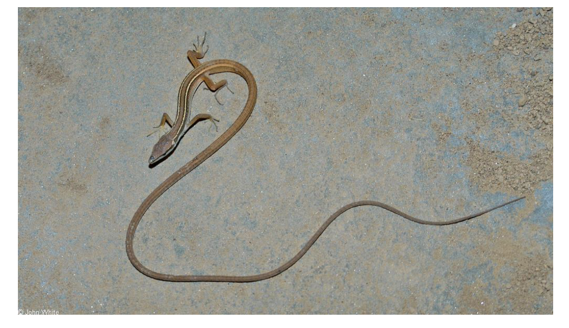 <p>Member of Lacertoidea</p><p>Old World </p><p>most abundant lizard family in Europe </p><p><span style="background-color: transparent;">43 genera, 378 species </span></p><p><span style="background-color: transparent;">Most are diurnal</span></p><p><span style="background-color: transparent;">oviparous </span></p><p><span style="background-color: transparent;">carnivorous, </span></p><p><span style="background-color: transparent;">One species Lacerta vivipara is viviparous </span></p><ul><li><p><span style="background-color: transparent;">Ranges farther north than any other lizard (into arctic circle) </span></p></li></ul><p><span style="background-color: transparent;">The only genus widespread in Asia is the long-tailed grass-swimmer, Takydromus</span></p><p></p>