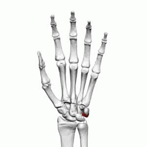 <p>Name this Carpal</p>