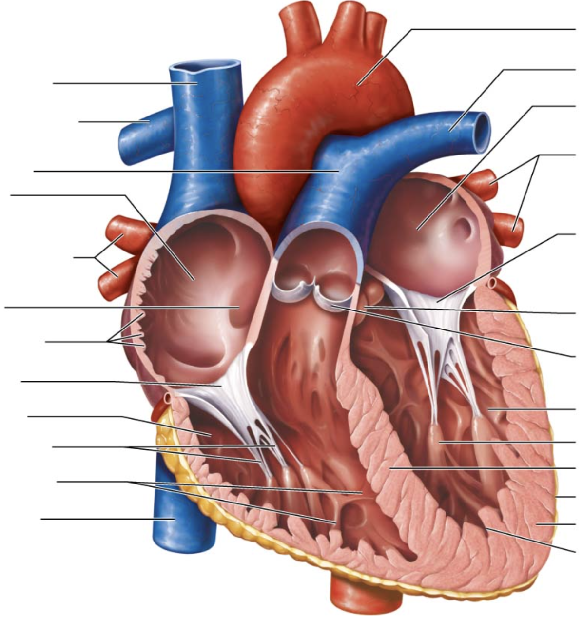 <p>ninth arrow on right</p>