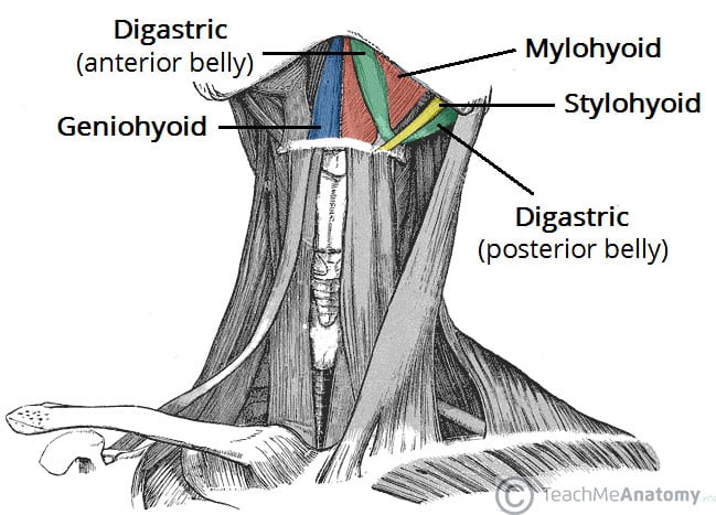 <p><strong>what function: </strong>larynx is elevated by the suprahyoid muscles and other elevators. The inlet is narrowed by the oblique arytenoid and aryepiglottic muscles. </p>