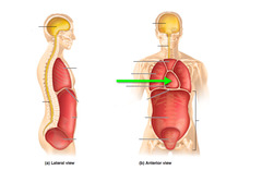 <p>middle section of thoracic cavity</p>