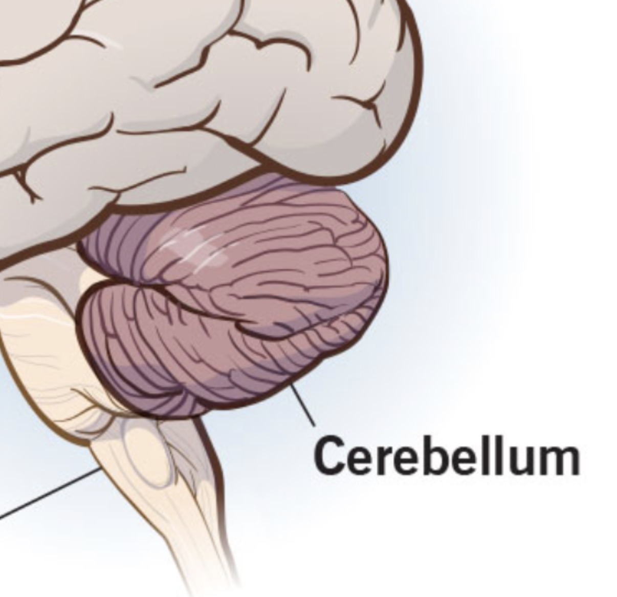 <p>Cerebellum</p>