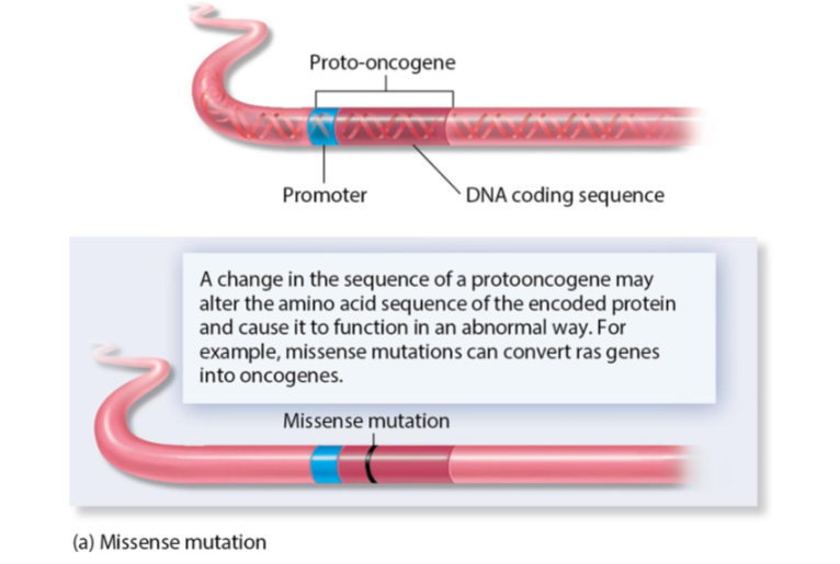 <p>A change in the sequence of the proto-oncogene may alter the amino acid sequence of the encoded protein and cause it to function in an abnormal way.</p>