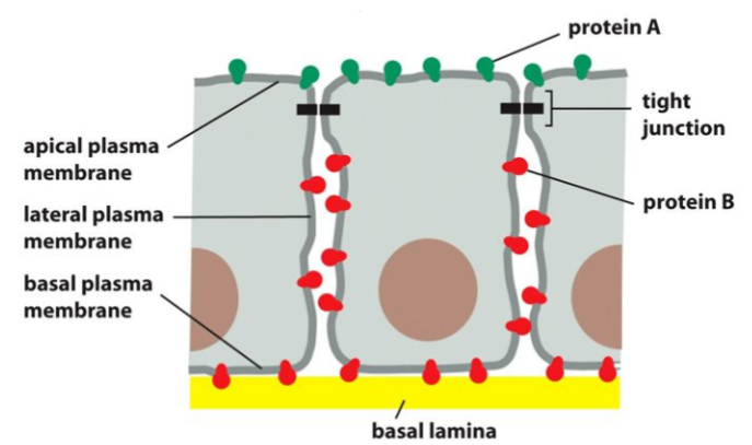 <ul><li><p>seals gap between epithelial cells</p></li><li><p>restricts flow of solutes, water, and movement of plasma membrane proteins</p></li><li><p>this creates apical and basolateral domains with different surface proteins</p></li><li><p>mediated by claudins and occludins/tricellulins</p></li></ul><p></p>