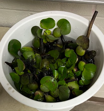 <ul><li><p>illegal to grow in TX</p></li><li><p>will completely take over ponds</p></li></ul><p></p>