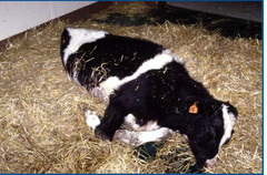 <p>This calf presented with depression, diarrhea, navel ill, arthritis, sinusitis, and hyperesthesia. Spinal reflexes were normal. The farmer said the cow didn't suckle as much as it should have from the mother. Thoughts?</p>