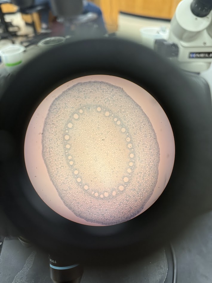 <ol><li><p>is this a monocot or a dicot?</p></li><li><p>what is this structure?</p></li><li><p>what are the big circular holes?</p></li></ol><p></p>