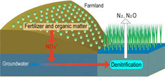 <p>process by which bacteria convert nitrates into nitrogen gas</p>