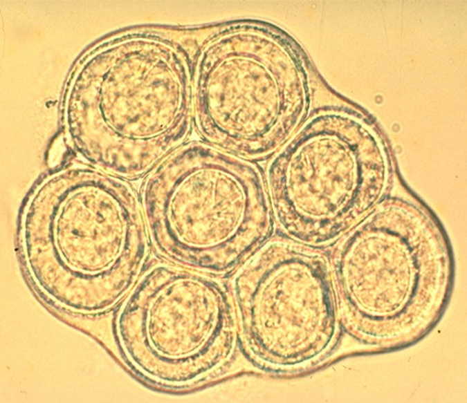 term image