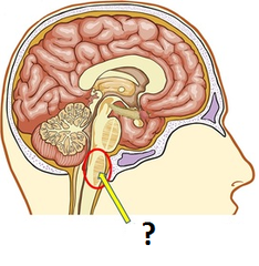 <p>increased blood flow causes more CO₂ being removed so CO₂ concentration of blood decreases</p><p>chemoreceptors detect higher pH and reduce frequency of impulses to cardiac centre in medulla</p><p>cardiac centre sends less impulses to the SAN, reducing heart rate</p>